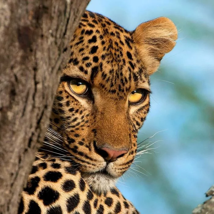 What do you want? - Leopard, Rare view, Big cats, Cat family, Mammals, Animals, Wild animals, wildlife, National park, Serengeti, Africa, The photo