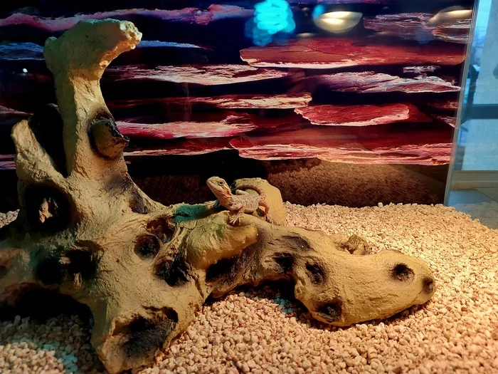 I am the dragon's father - My, Bearded dragon, Terrariumistics, Mr. Seriousness, Vet