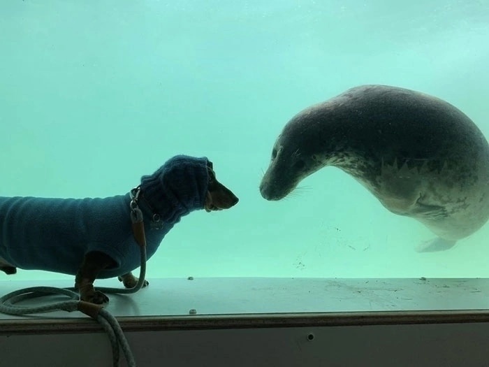 About tulle (seals) - My, Seal, Seal, Tulle, Longpost, Dog, The photo, Dachshund