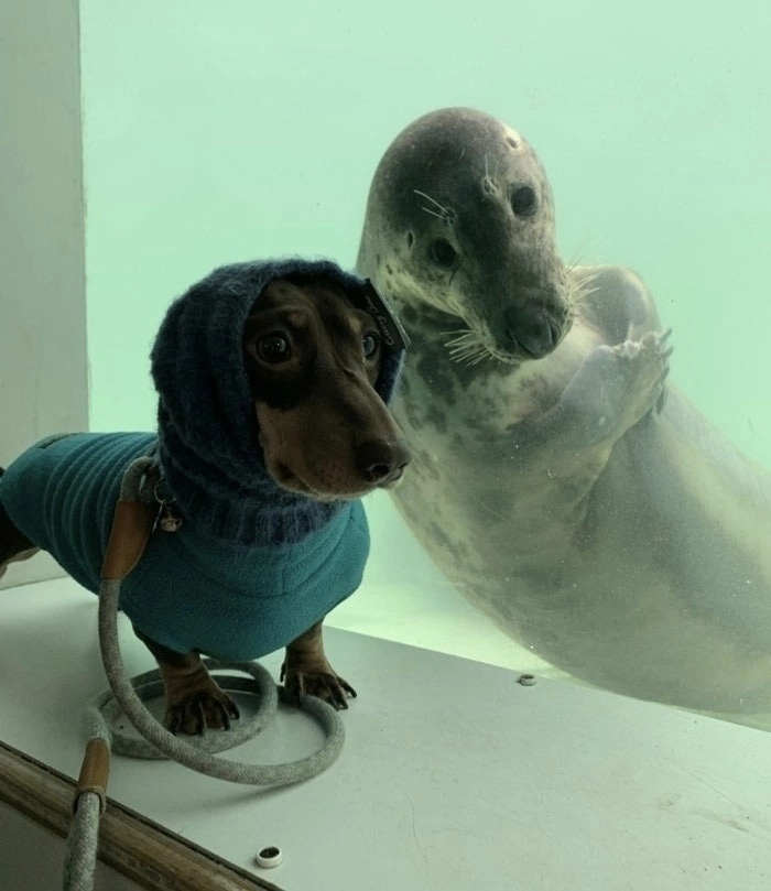 About tulle (seals) - My, Seal, Seal, Tulle, Longpost, Dog, The photo, Dachshund