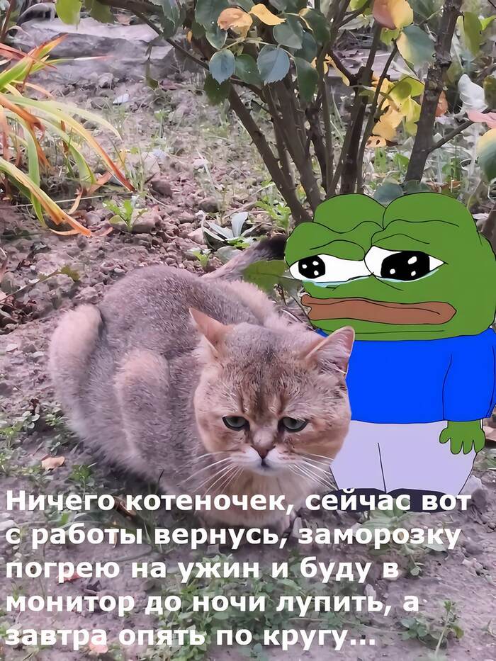 That is life - Picture with text, Pepe, cat