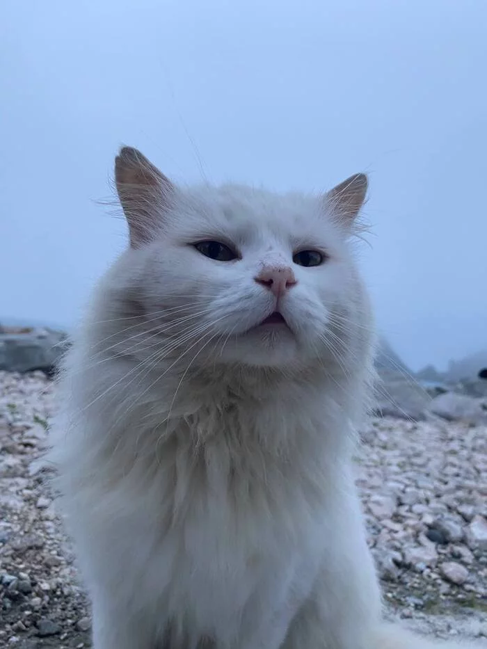 Simeiz, fog, cat - My, cat, Simeiz, Fog, Sea, Longpost