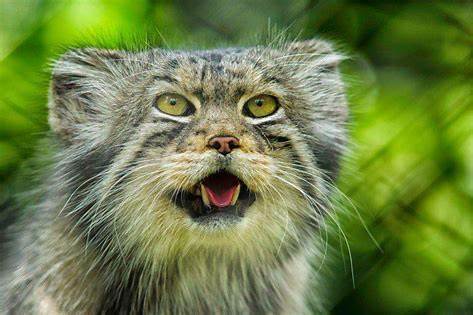 Khe.khe's response to “Nose itches. What is it for? - Pallas' cat, Pet the cat, Small cats, Cat family, Wild animals, The photo, Reply to post