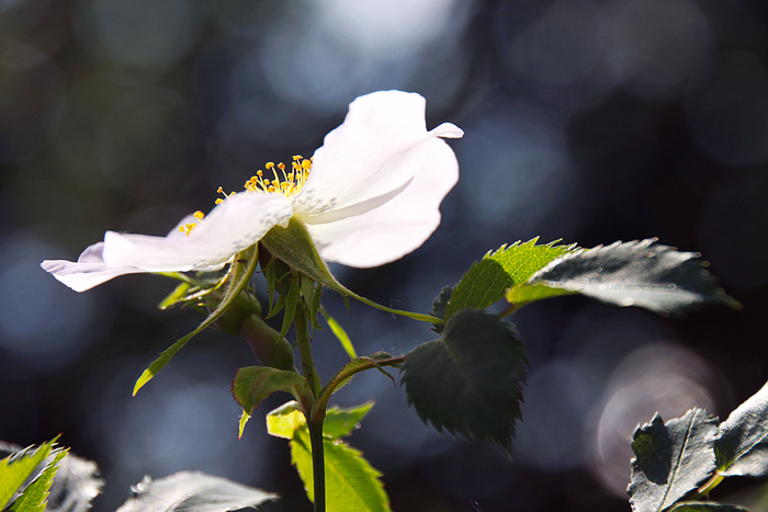 Шиповник пронизанный светом