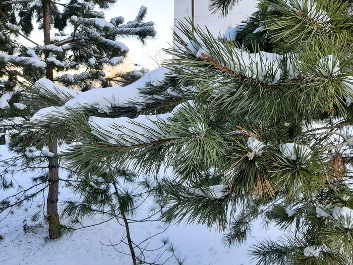 Fir-trees-needles - My, Mobile photography, Landscape, Winter, Christmas trees, Snow