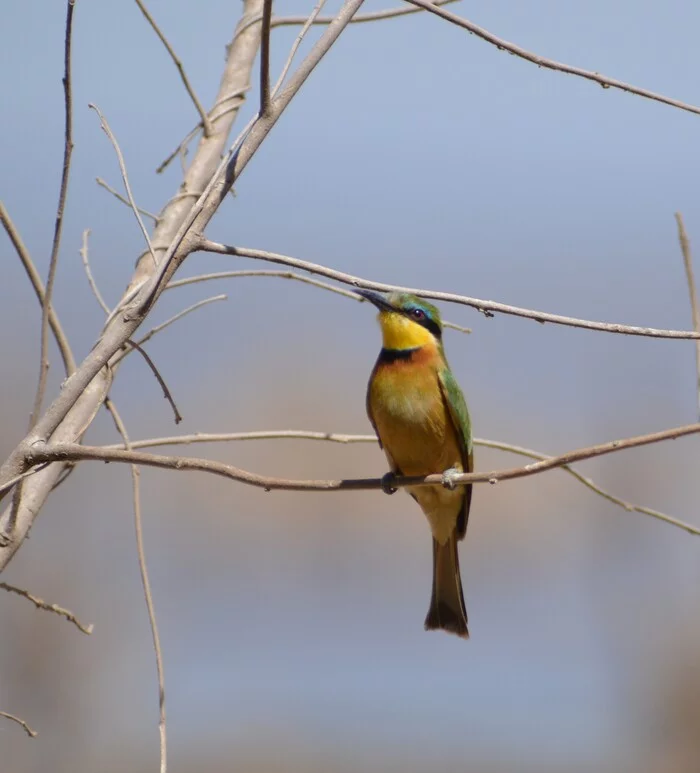 collared bee-eater - My, Nikon, The photo, Birds, Szczurka, Nature, Africa