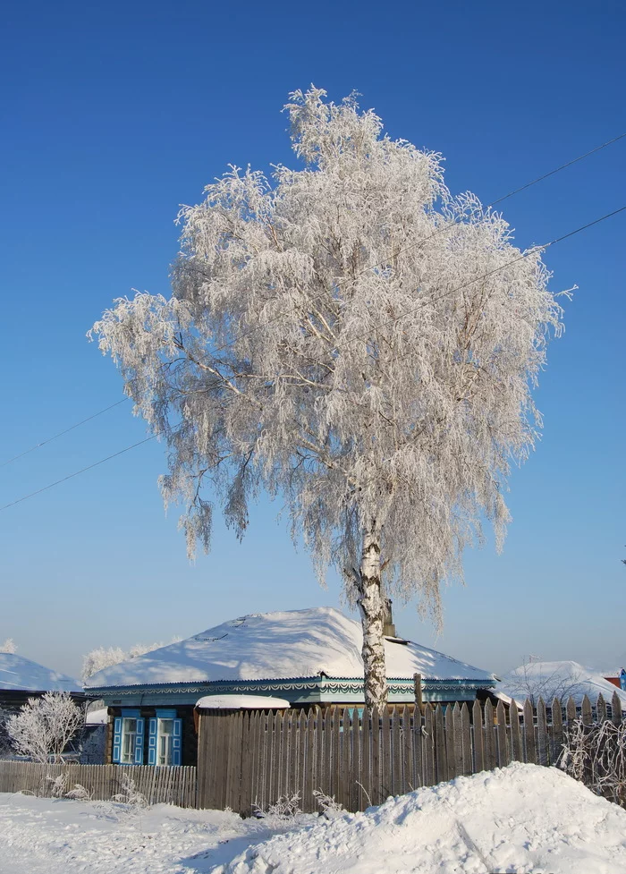 White birch under my window... - My, The photo, Siberia, Krasnoyarsk, Winter, Snow, Birch, Frost, Beautiful, Sky, Mood