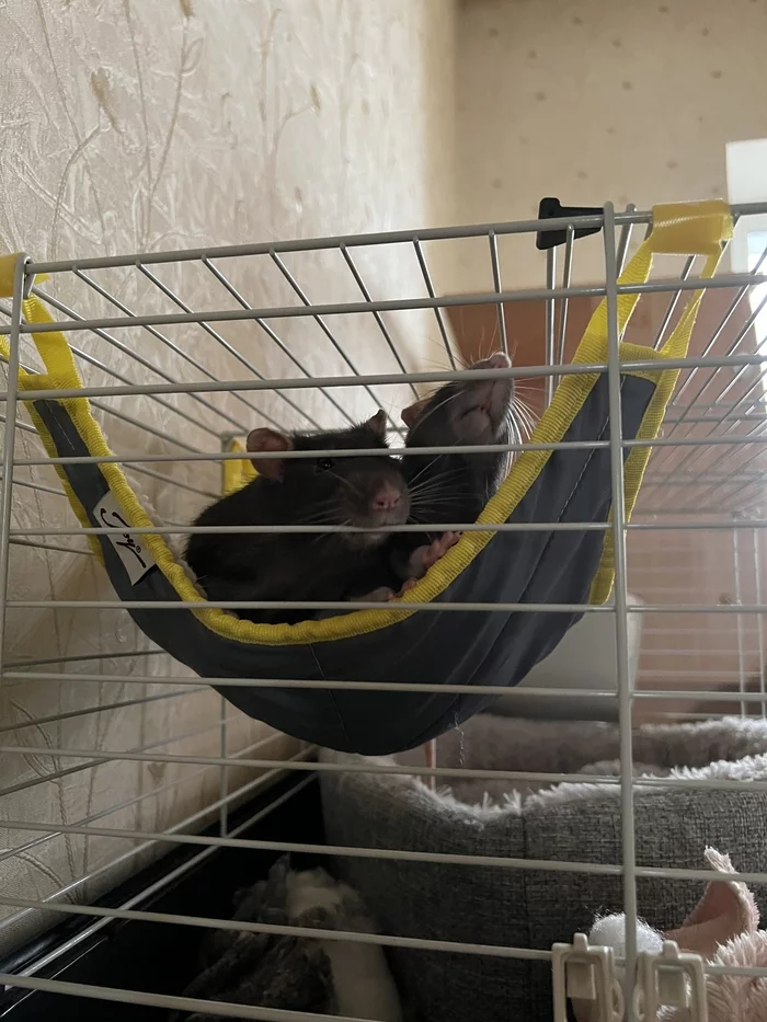 A bunch of pictures of rats (small big joys) - My, Rat, Decorative rats, Pets