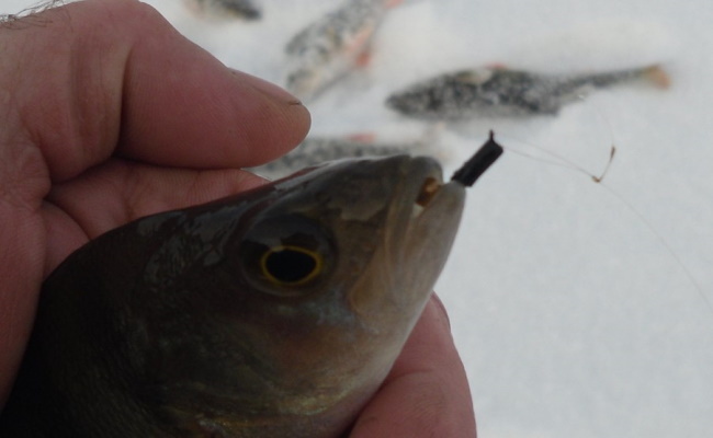 About catching perch in winter with a mormyshka for a beginner penguin - My, Fishing, A fish, Camping, Water, Hike