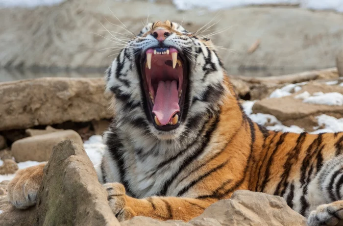 In India, a man died in the claws of a tiger on the way to the toilet - Bengal tiger, India, Negative, Death, Tiger, Big cats, Wild animals, wildlife, Cat family, Incident, Predatory animals, Dangerous animals