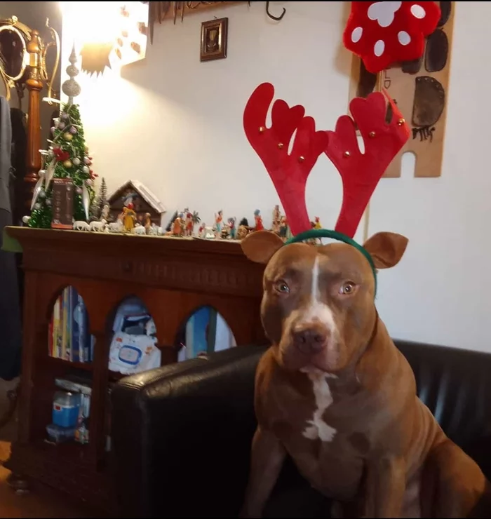 He's in shock - My, Dog, New Year, Pitbull, The photo