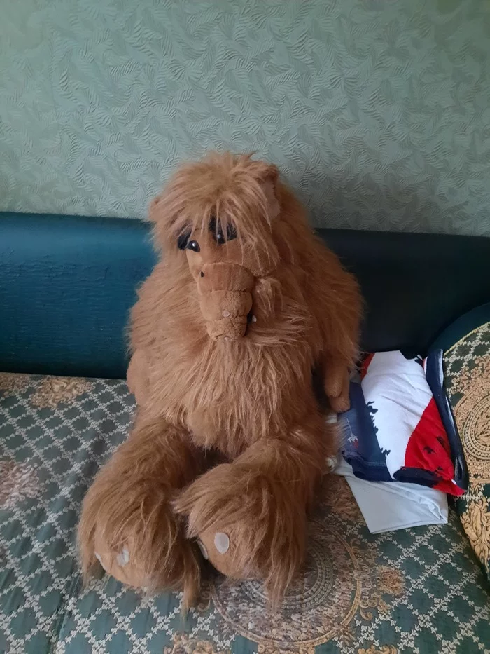 Reply to the post Schools don't understand :) - Alf, cat, Picture with text, Reply to post