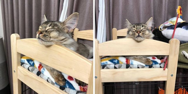 Кроватки для котиков | Пикабу