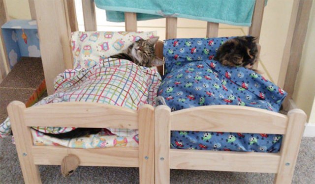 Кроватка для кошек Batumi купить | zoochic