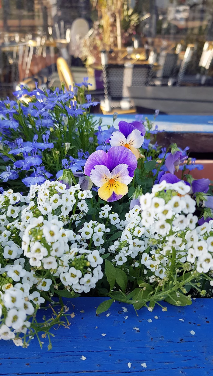 Saturday December morning - My, The photo, Israel, Nature, Pansies, Winter