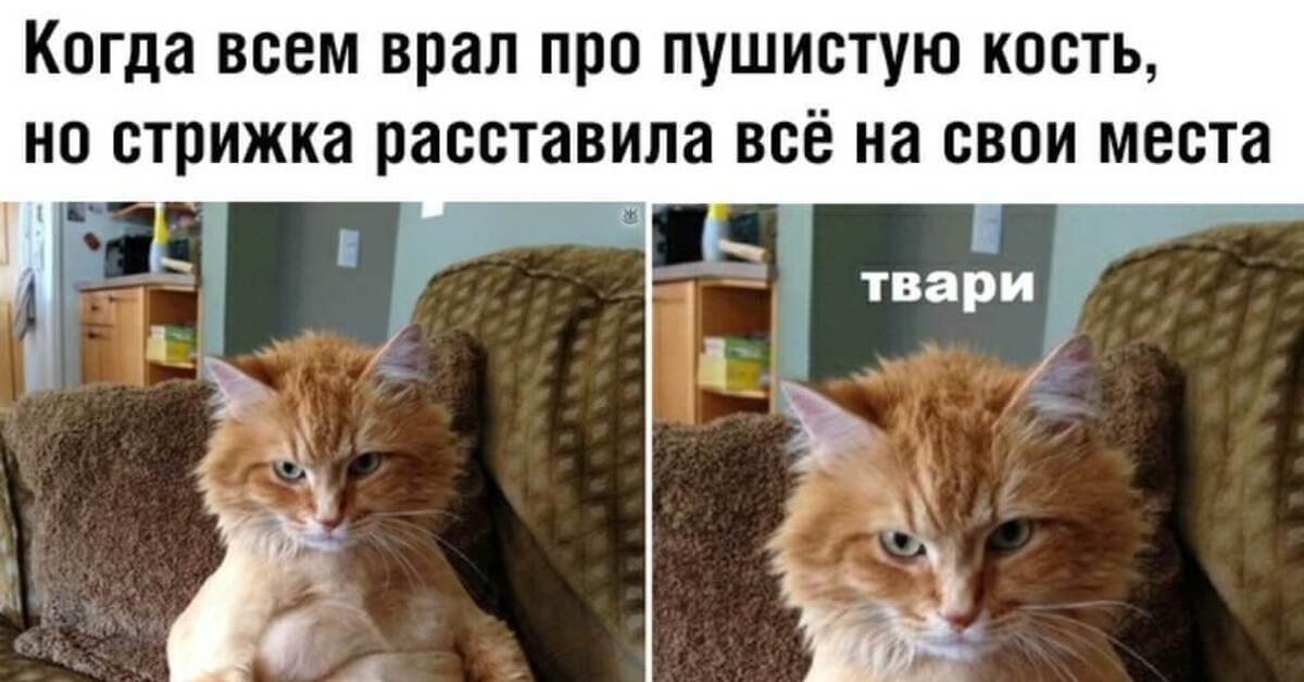 Смешные Картинки С Котиками До Слез