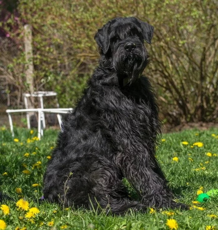 Giant Schnauzer Bruno needs a New Year's miracle - My, No rating, Dog, Pets, New Year's miracle, Giant schnauzer, Schnauzers, Vertical video, Moscow, Video, Youtube, Longpost