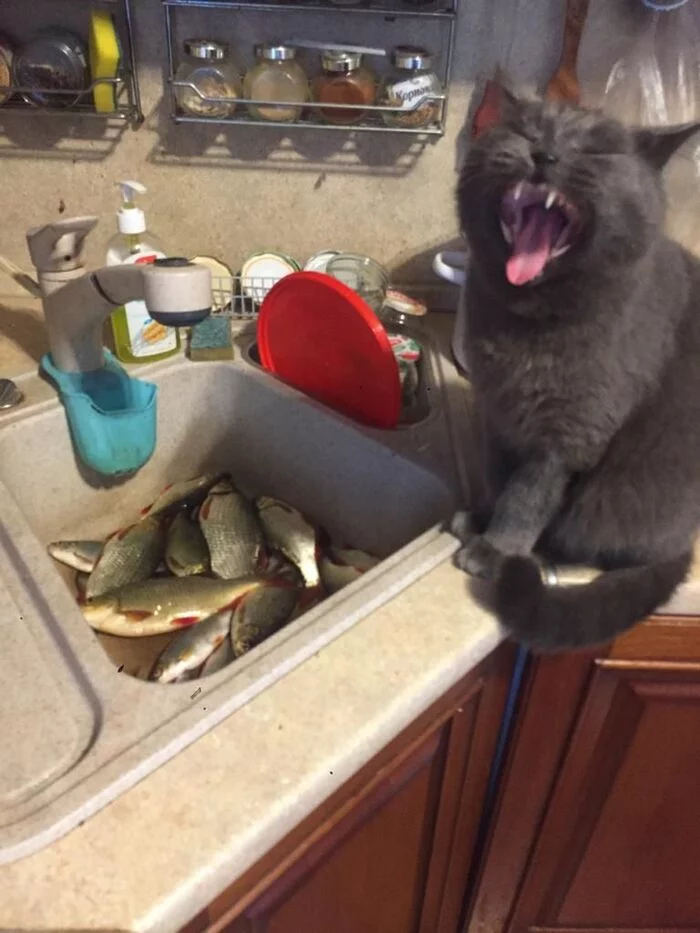 Do not give, do not show! - My, cat, Pets, Yelling, A fish, The photo