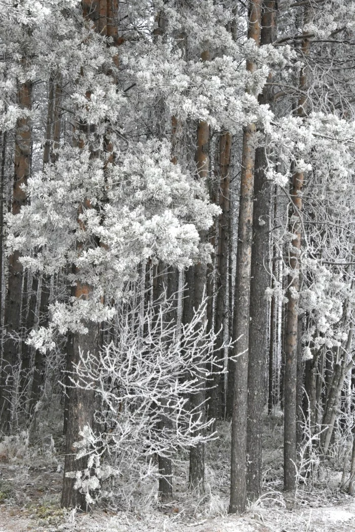 Предновогодний лес - Моё, Начинающий фотограф, Nikon, Север, Зима, Лес, Дикая природа, Крайний север