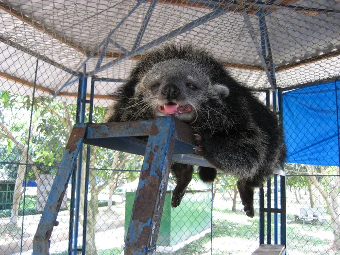 Good Monday morning! - My, Monday, Morning is never good, Humor, The photo, Binturong