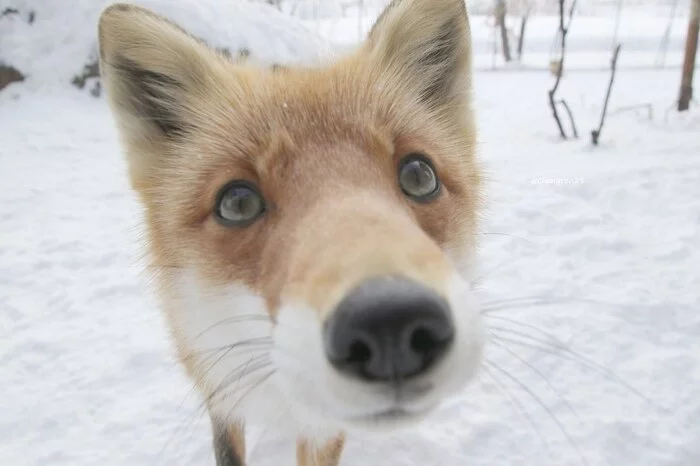 Looks plaintively - Fox, Animals, Mammals, The photo, Pets