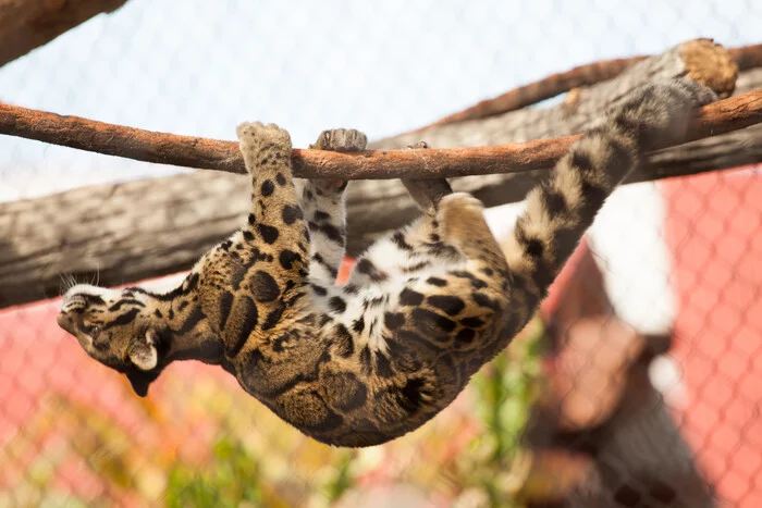 Acrobat - Clouded leopard, Rare view, Big cats, Predatory animals, Mammals, Wild animals, Zoo, The photo