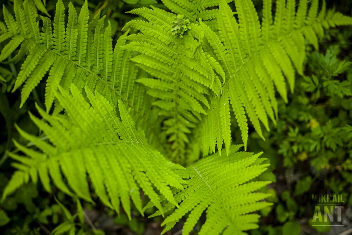Photography | Fern - My, Canon, The photo, Horizontal layout, Summer, Day, Nature, Forest, Plants, Fern, Leaves, Grass