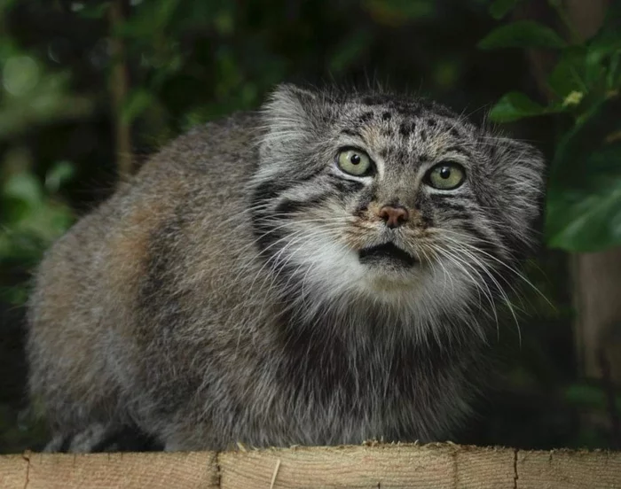 Reply to the post It's late, it's time for dinner - Pet the cat, Pallas' cat, Small cats, Cat family, Wild animals, Zoo, The photo, Fluffy, Reply to post