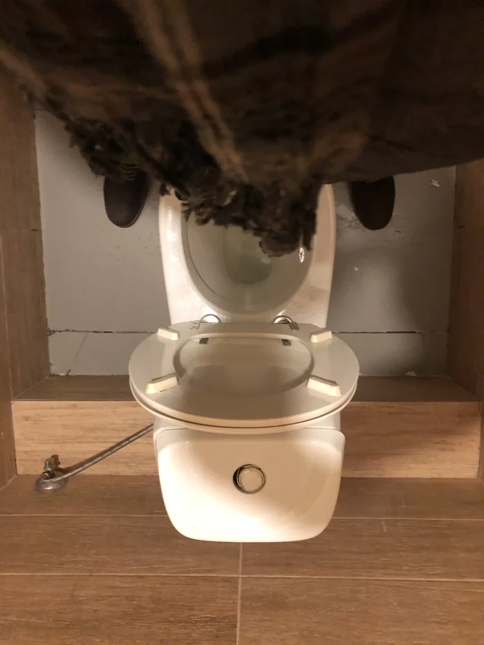 About dirty toilets - My, Urination, Miss