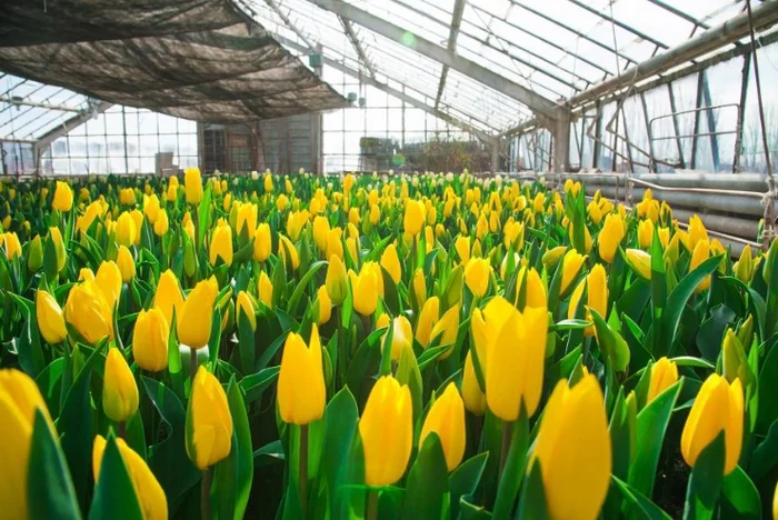 Tulip mining - Mining, Tulips, Economy, Finance, Cryptocurrency, Business, Netherlands (Holland), news, Longpost