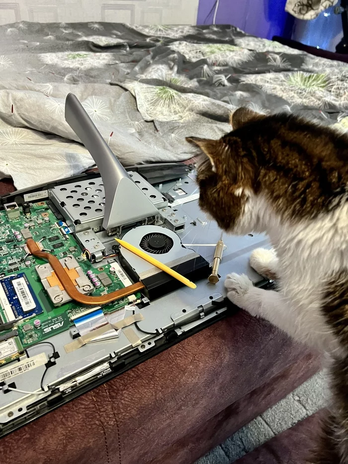 So, what do we have here? - My, cat, Monoblock, Repair of equipment, Screwdriver, The photo