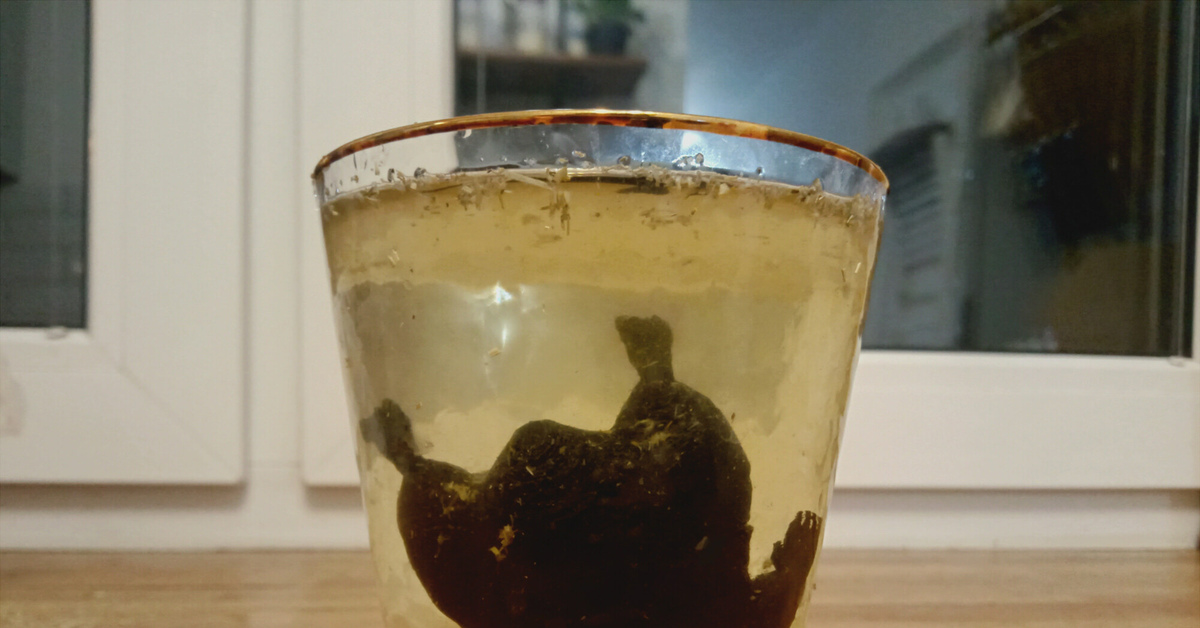 Мемы с кротом в банке. Настойка из крота. Настойка в банке. Настойка на кроте. Заспиртованная змея в бутылке.