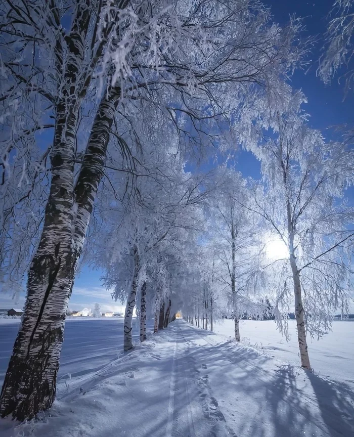 Finland - The photo, beauty, Landscape, Nature, Winter, Snow, Road, Europe, Birch, Day
