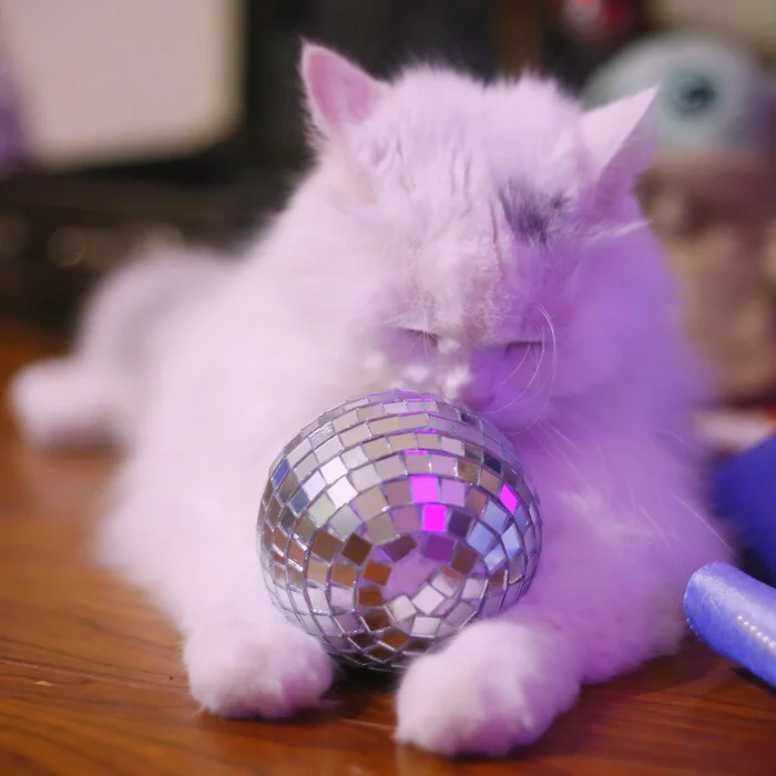 disco cat - My, cat, New Year, The photo