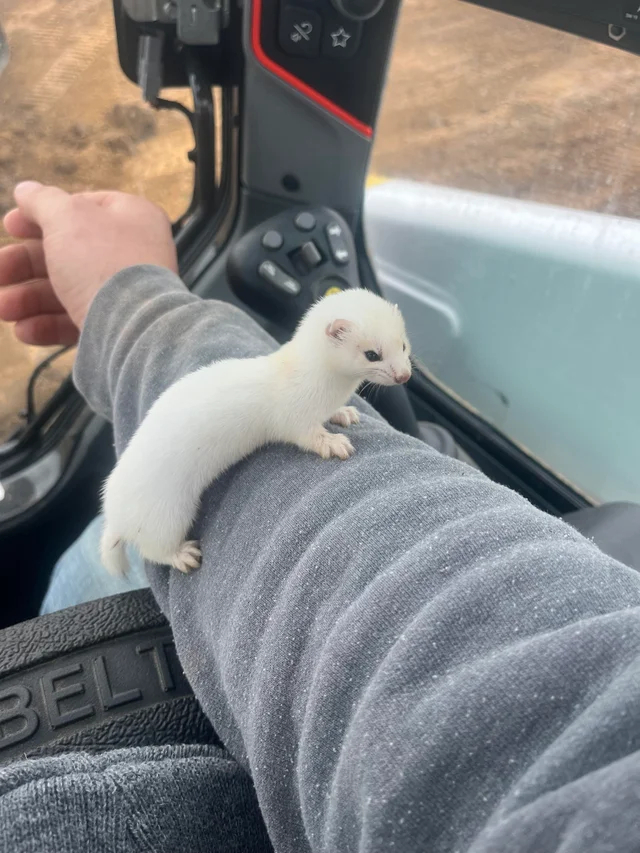 Сегодня нашел этого маленького парня на работе