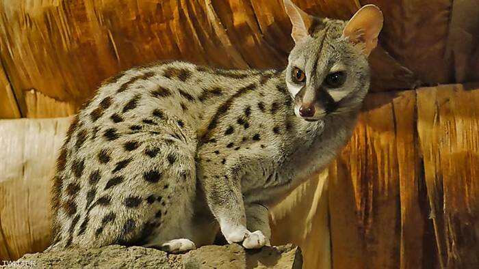 Animal - The photo, Africa, Algeria, Genets, Wyvernaceae, Longpost