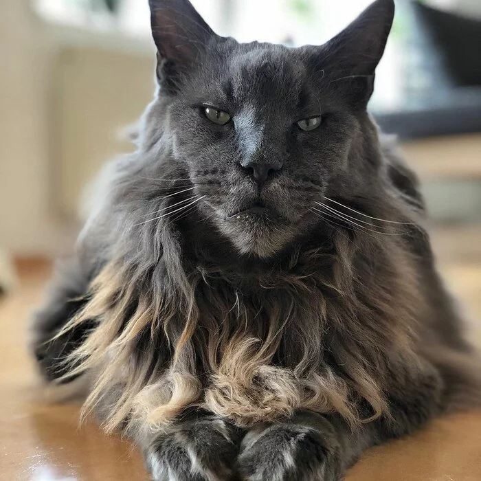 This cat could play a villain in some cartoon about animals) - Maine Coon, cat, Beautiful, The photo, Villains