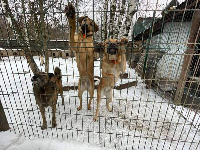 Shelter for dogs Domashniy: Choose me! Izmailovo village, Leninsky district, Moscow Region. Need help! - Vertical video, Youtube, Helping animals, Video, Dog