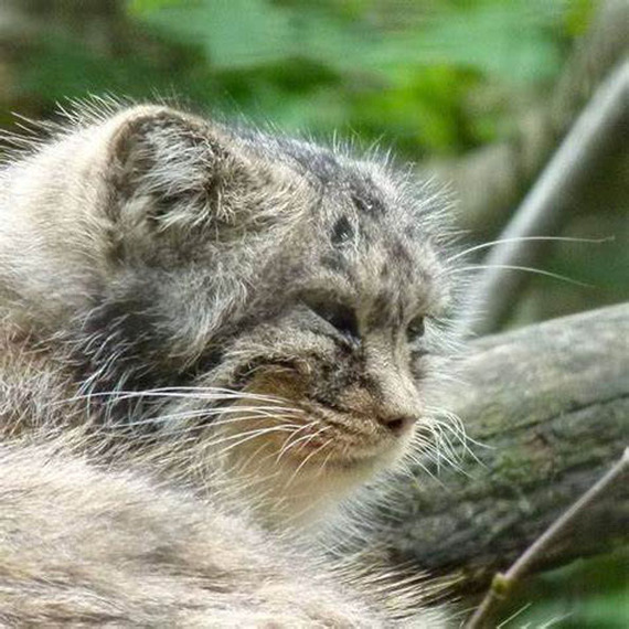 Reply to When I just woke up - Pallas' cat, Pet the cat, Small cats, Cat family, Wild animals, The photo, Reply to post