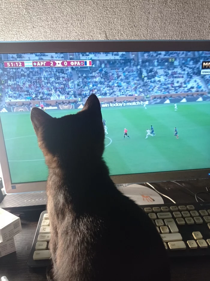 fan cat - My, cat, Football, World championship, Болельщики, Pets