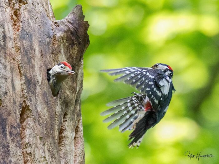 Great spotted woodpecker brings food to chick - Woodpeckers, Birds, Chick, Wild animals, wildlife, The photo
