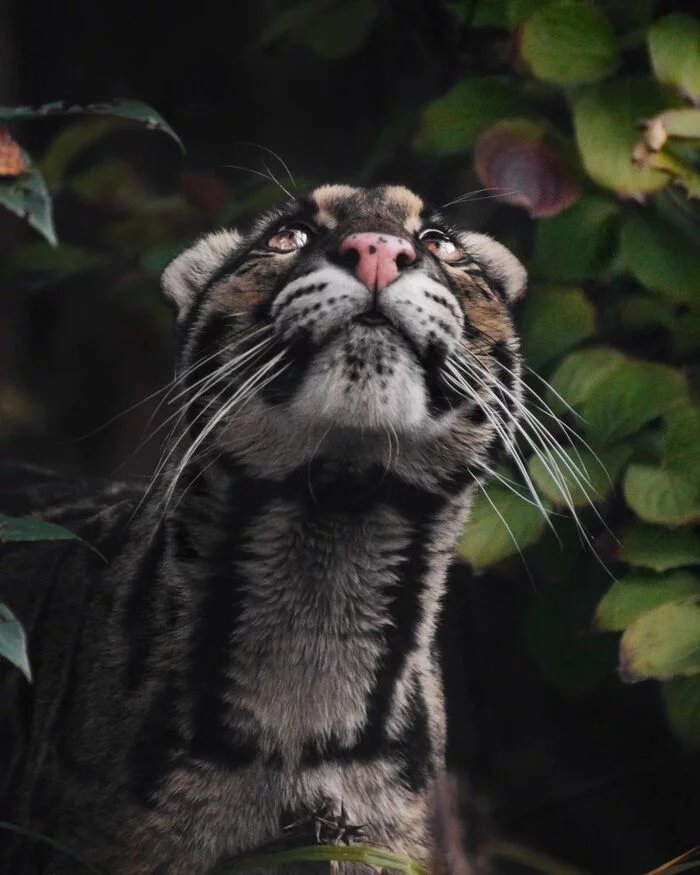 Observer - Clouded leopard, Rare view, Big cats, Predatory animals, Mammals, Wild animals, Zoo, The photo