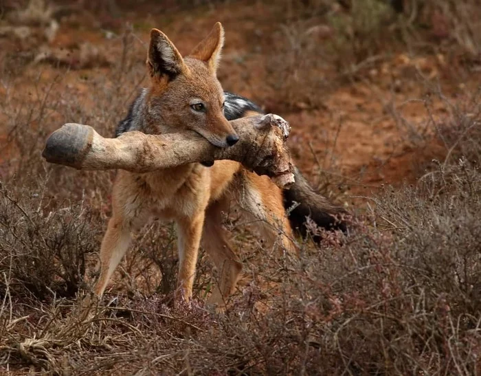 grabbed - Jackal, Canines, Predatory animals, Mammals, wildlife, National park, South Africa, The photo, Mining, Legs