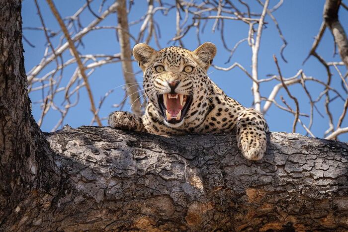 Who are you? I didn't call you! - Leopard, Rare view, Big cats, Cat family, Mammals, Wild animals, wildlife, Reserves and sanctuaries, South Africa, The photo