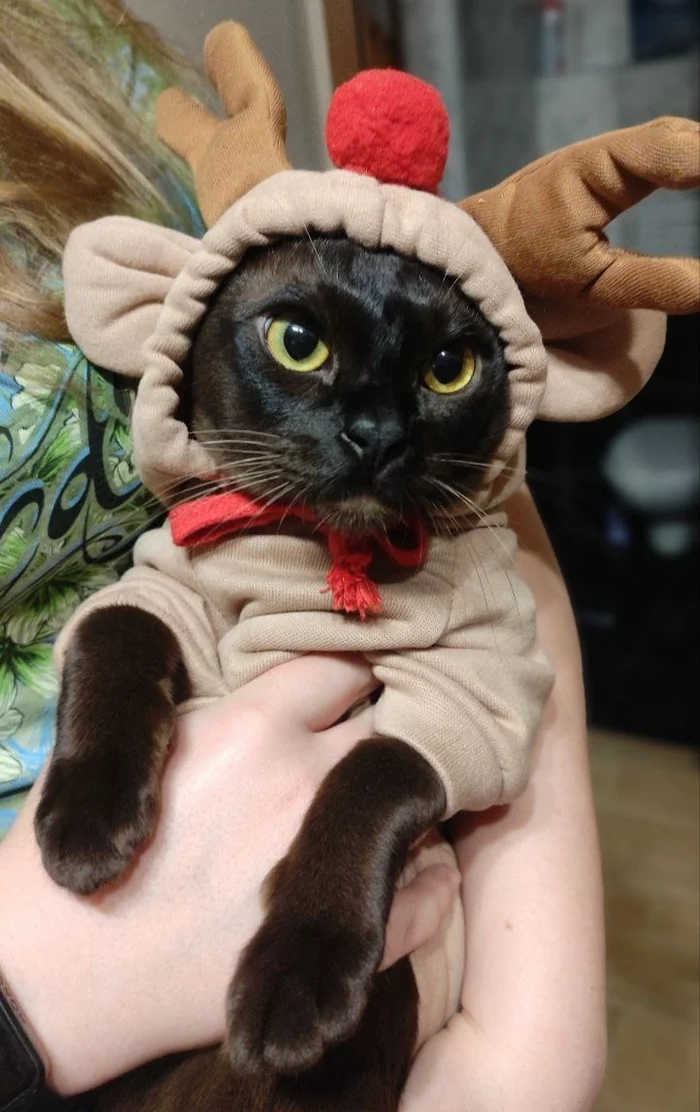 Happy new year baby! - cat, Fluffy, Paws, Burmese, Buttercup, Deer, Costume