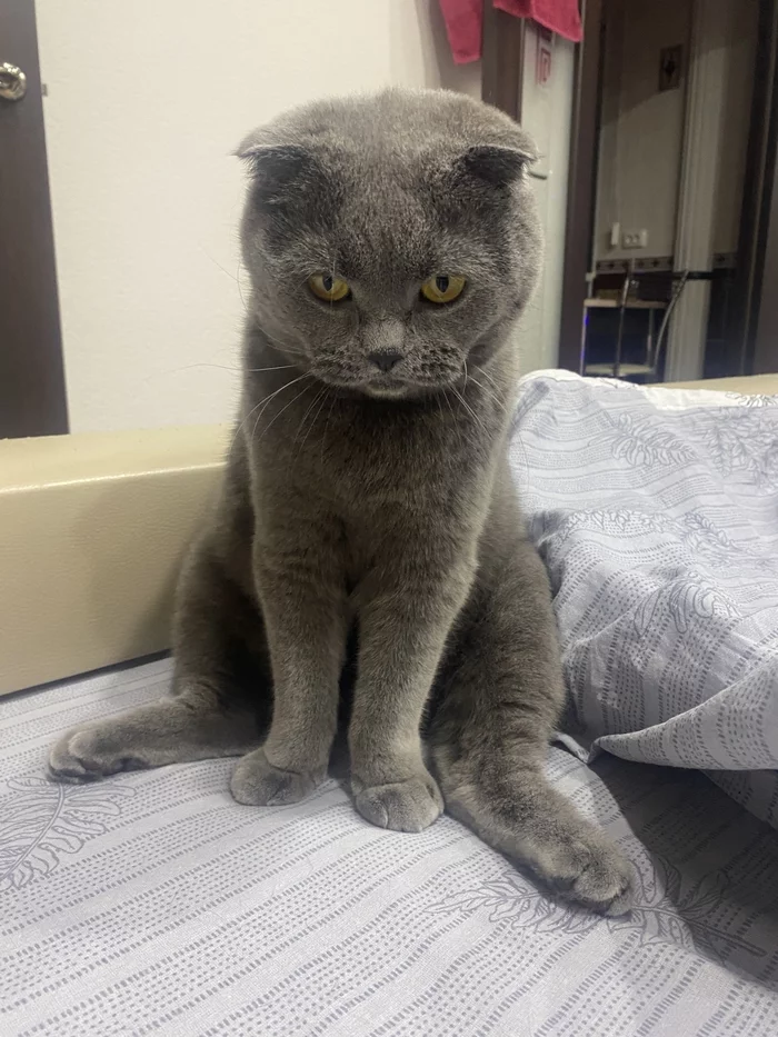 Why does he sit on his ass, and not like all cats? - My, cat, Scottish lop-eared, Longpost