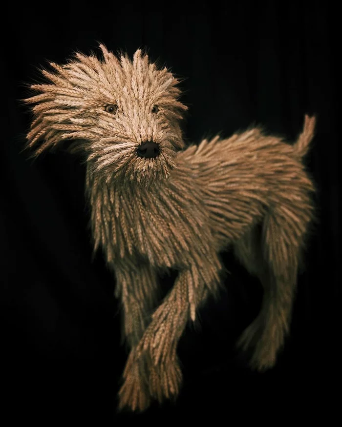 wheaten terrier - Dog, Wheat, Irish Terrier, Literality, Animalistics, Longpost