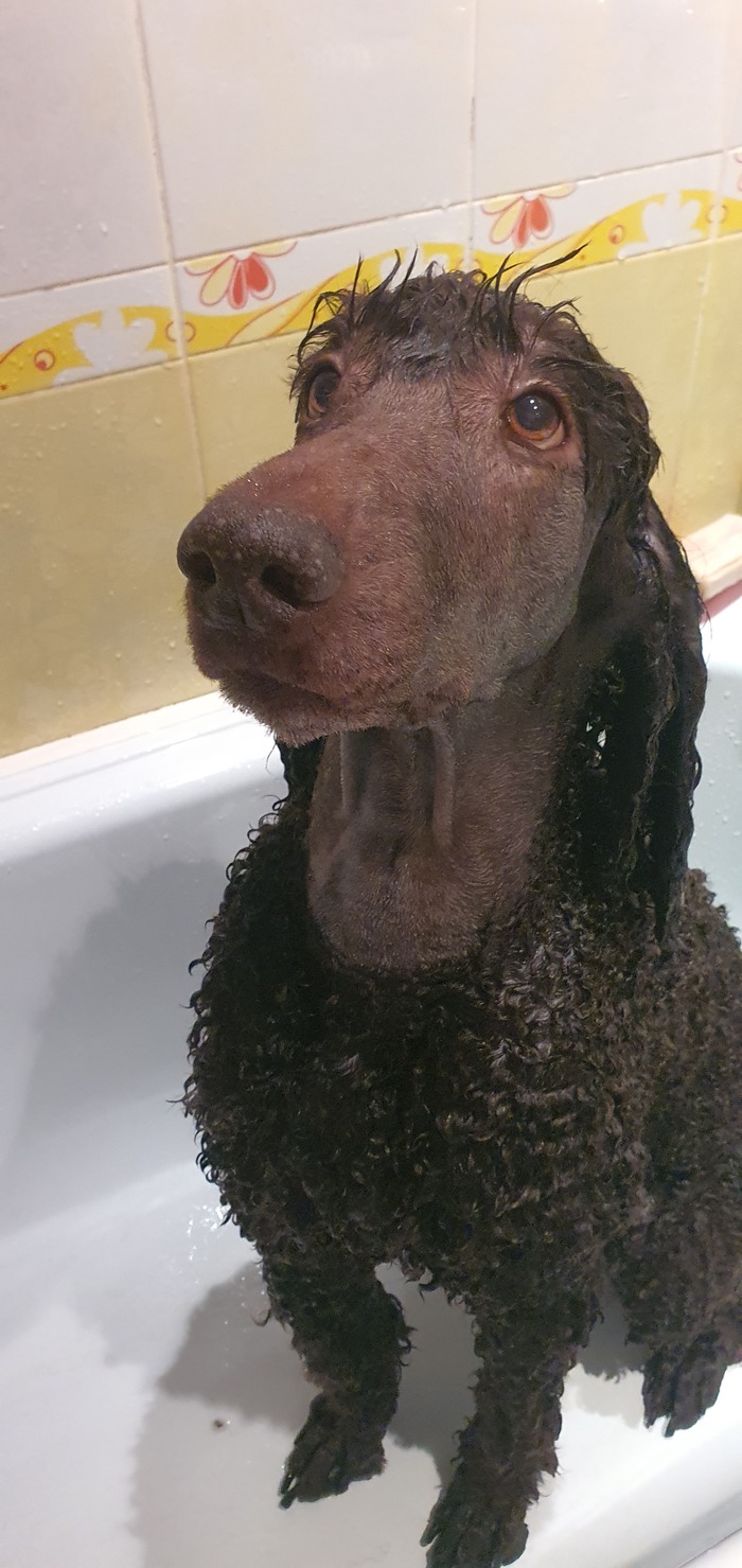 Пудель - всему голова Королевский пудель, Собака, Охота, Милота, Длиннопост