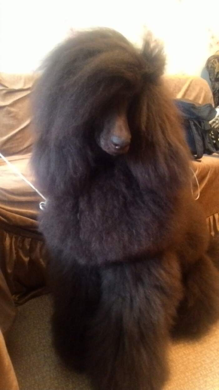 Пудель - всему голова Королевский пудель, Собака, Охота, Милота, Длиннопост