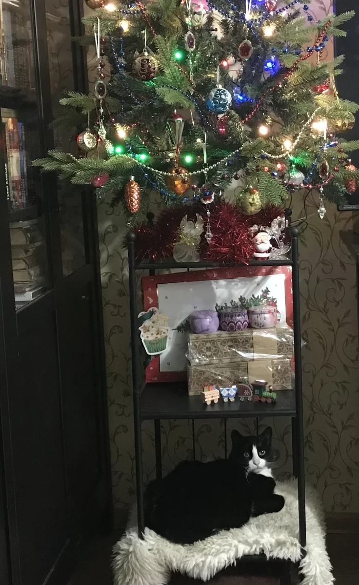 We reconciled the cat and the Christmas tree! - Fat cats, New Year, Funny, cat